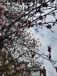 Jacquelien 03 Magnolia